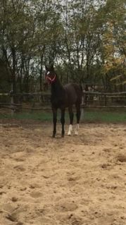 Elad� 7 �ves magyar sportl� kanca 