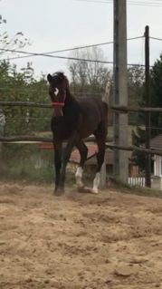 Elad� 7 �ves magyar sportl� kanca 