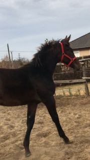 Elad� 7 �ves magyar sportl� kanca 