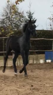 Elad� 7 �ves magyar sportl� kanca 