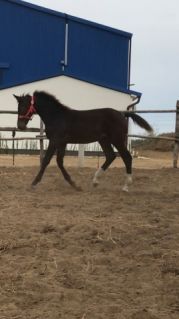Elad� 7 �ves magyar sportl� kanca 