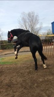 Elad� 9 �ves holland sportl�/KWPN m�n 