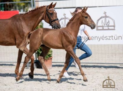 Elad� 7 �ves magyar sportl� m�n 