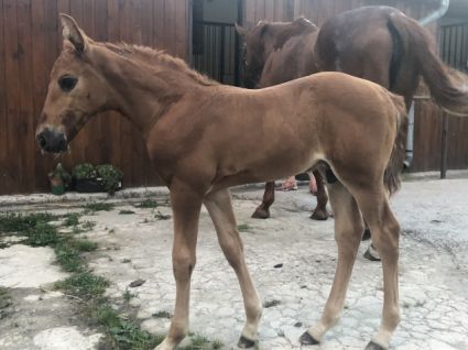 Elad� 7 �ves magyar sportl� m�n 