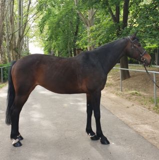 Elad� 14 �ves magyar sportl� kanca 