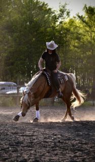 13 �ves quarter horse m�n 