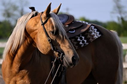 13 �ves quarter horse m�n 