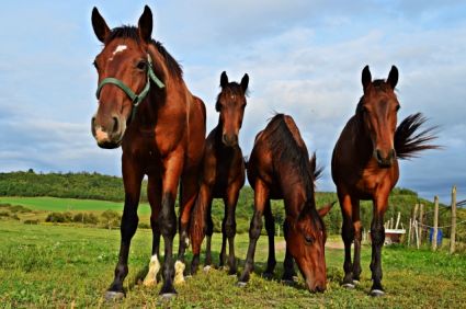 Elad 6 ves furioso mn 