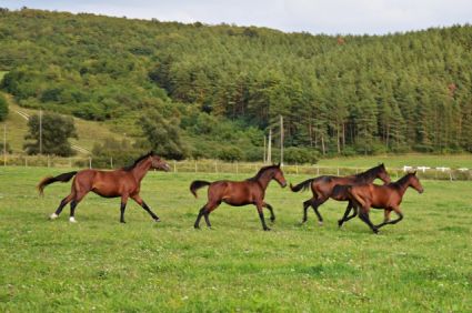 Elad 6 ves furioso mn 