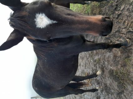 Elad 6 ves furioso kanca 