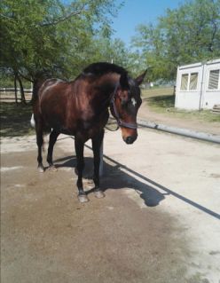 Elad� 21 �ves quarter horse her�lt 