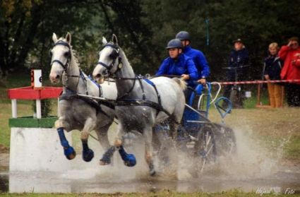 Elad� 16 �ves holland sportl�/KWPN her�lt 