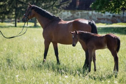 Elad� 17 �ves holsteini kanca 