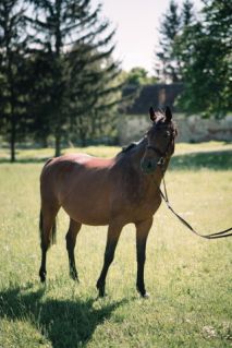 Elad� 17 �ves holsteini kanca 