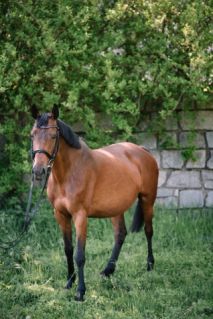 Elad� 17 �ves holsteini kanca 