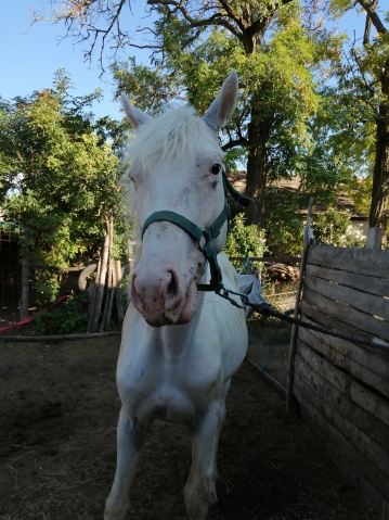 Elad 4 ves appaloosa mn 