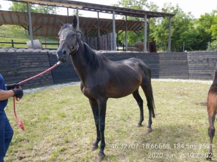 Elad� 18 �ves angol teliv�r kanca 