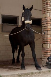 Elad 18 ves frz kanca 