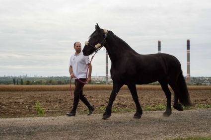 Elad 18 ves frz kanca 