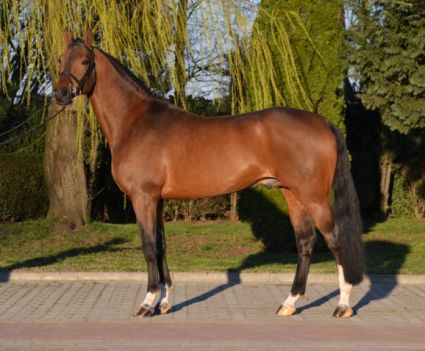 15 �ves vesztf�liai m�n 