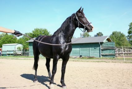 Elad� 6 �ves holland sportl�/KWPN her�lt 