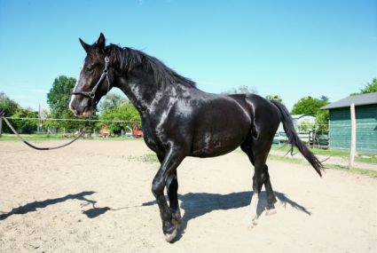 Elad� 6 �ves holland sportl�/KWPN her�lt 