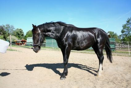 Elad� 6 �ves holland sportl�/KWPN her�lt 