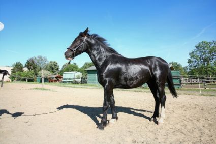 Elad� 6 �ves holland sportl�/KWPN her�lt 