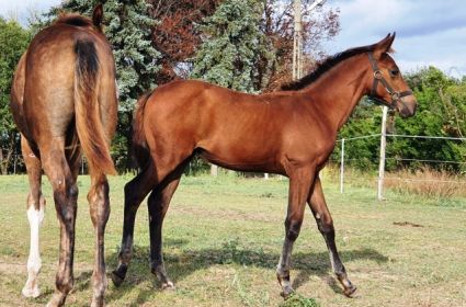 Elad� 6 �ves magyar sportl� kanca 