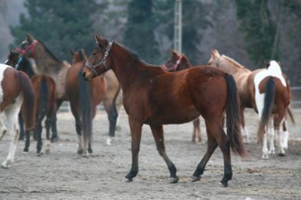 Elad� 6 �ves magyar sportl� kanca 