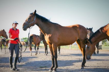 Elad� 6 �ves magyar sportl� kanca 