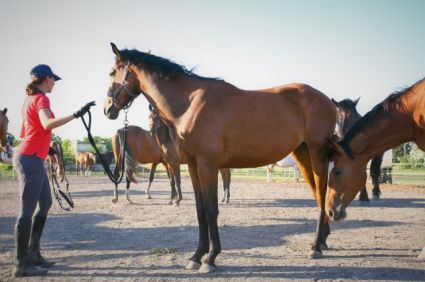 Elad� 6 �ves magyar sportl� kanca 