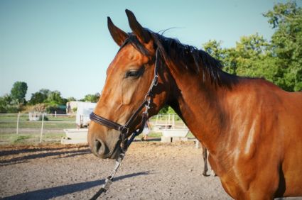 Elad� 6 �ves magyar sportl� kanca 