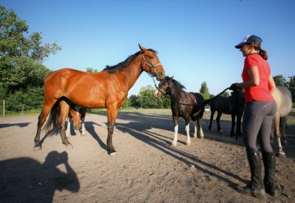 Elad� 6 �ves magyar sportl� kanca 