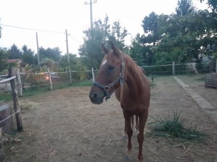 Elad� 17 �ves angol teliv�r kanca 