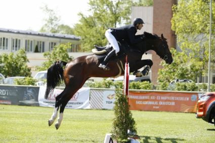 15 �ves holland sportl�/KWPN m�n 