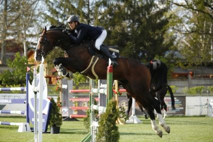 15 �ves holland sportl�/KWPN m�n 