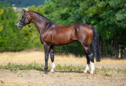 15 �ves holland sportl�/KWPN m�n 