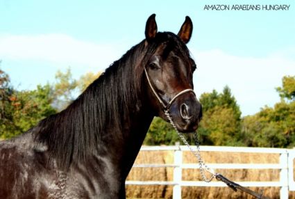 Elad� 11 �ves arab teliv�r m�n 