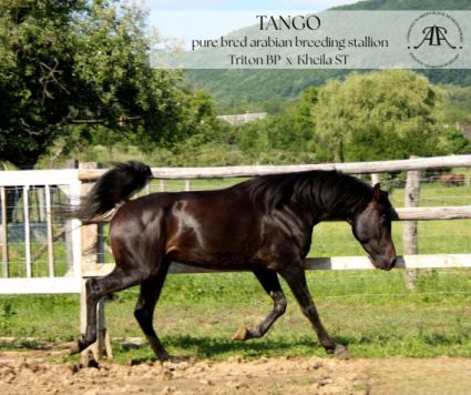 Elad� 11 �ves arab teliv�r m�n 