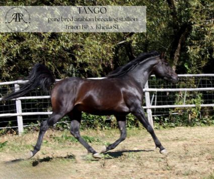 Elad� 11 �ves arab teliv�r m�n 