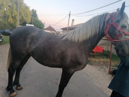 Elad� 9 �ves magyar f�lv�r kanca 