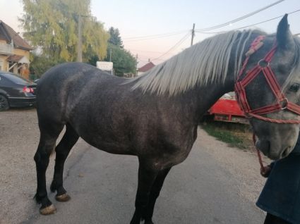 Elad� 9 �ves magyar f�lv�r kanca 