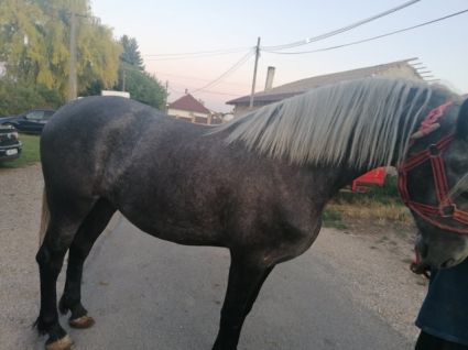 Elad� 9 �ves magyar f�lv�r kanca 