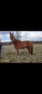 Elad� 10 �ves magyar sportl� her�lt 