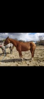 Elad� 10 �ves magyar sportl� her�lt 