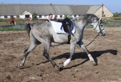 Elad� 10 �ves arab her�lt 