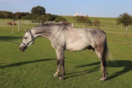 Elad� 10 �ves arab her�lt 