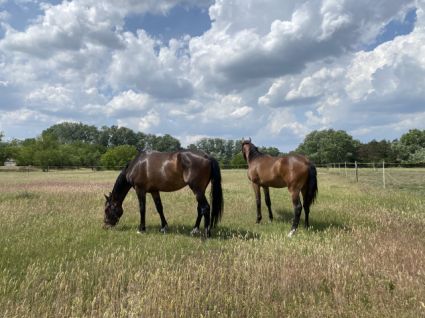 Elad� 9 �ves belga melegv�r� kanca 