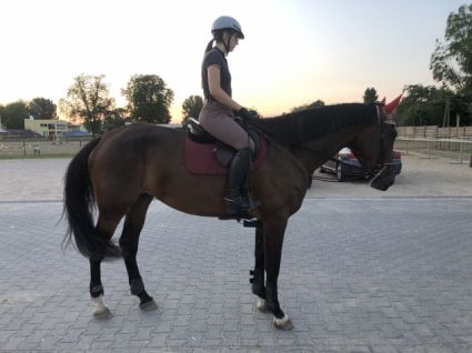 Elad� 9 �ves belga melegv�r� kanca 